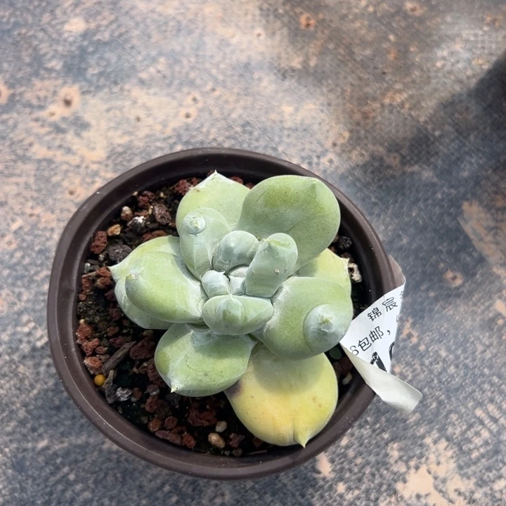 蓝*花谢谢宝～一物一拍10817