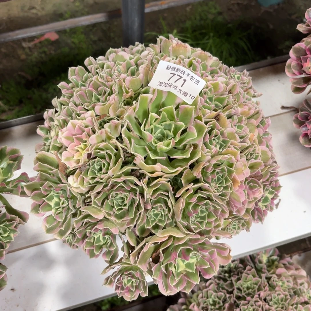 771雨花石多肉植物法师