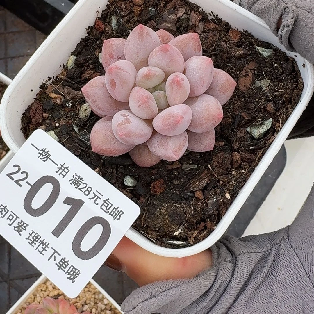 半夏多肉无盆土发货无盆