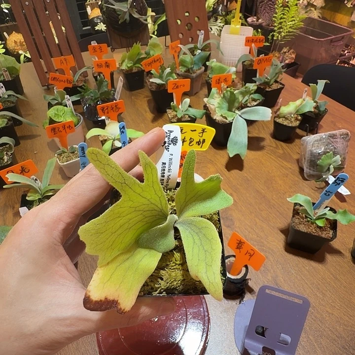 无花朵鹿野直播间竞拍黄月