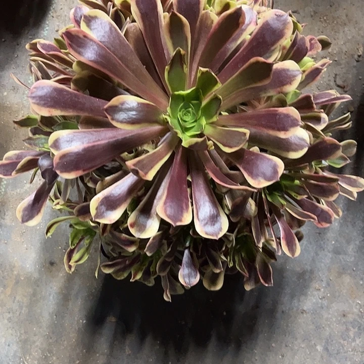 多肉植物欧嘉莉锦……