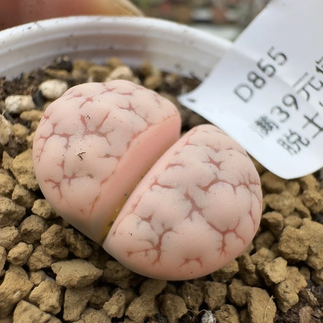 巨***笑855多肉哈哈哈哈哈哈