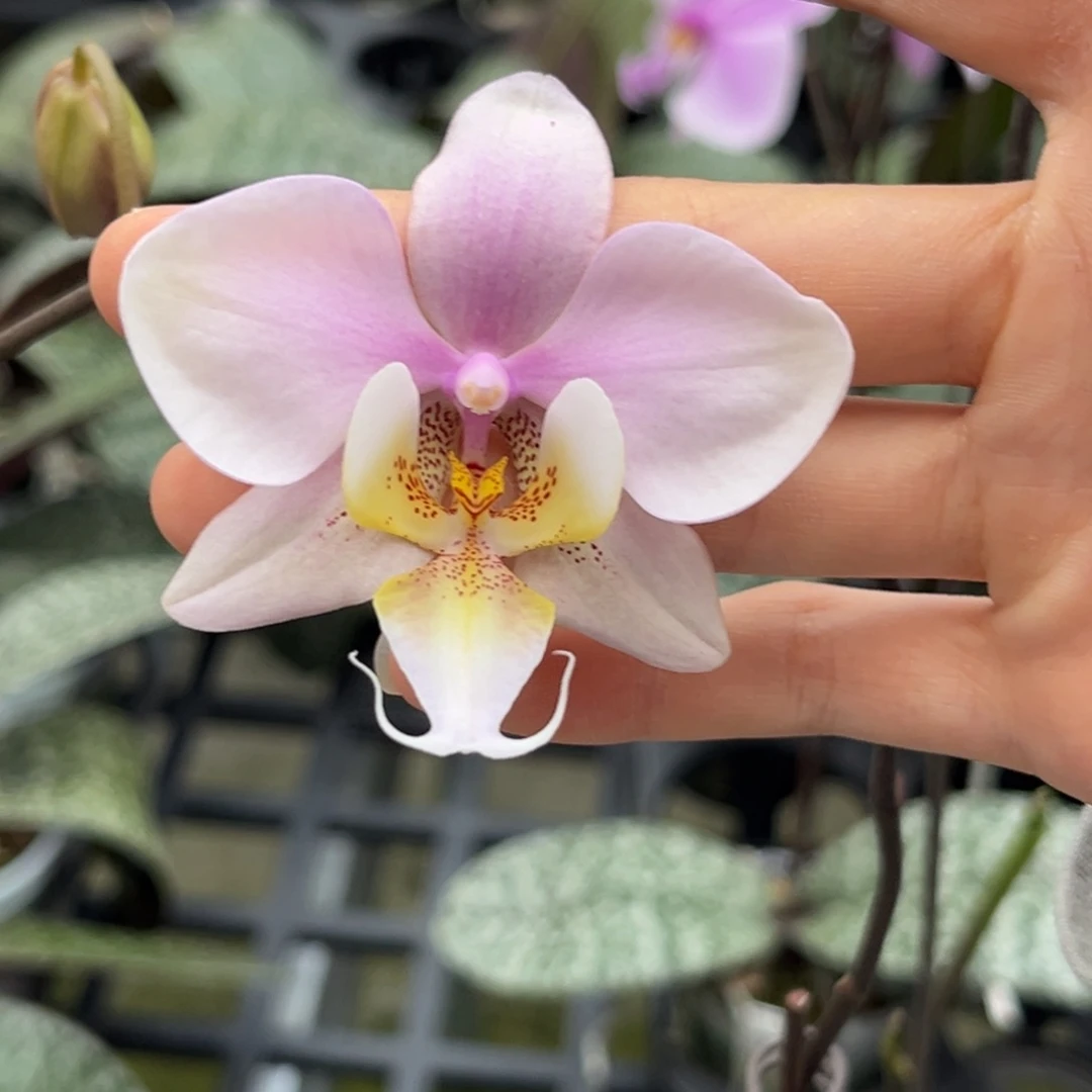 完全开放2.5寸23fv开花株