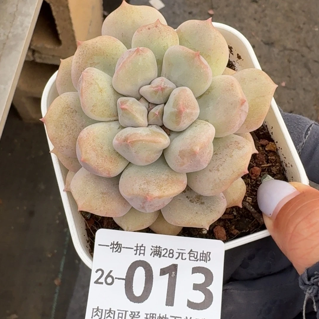 超奶无盆土发货无盆土发货无