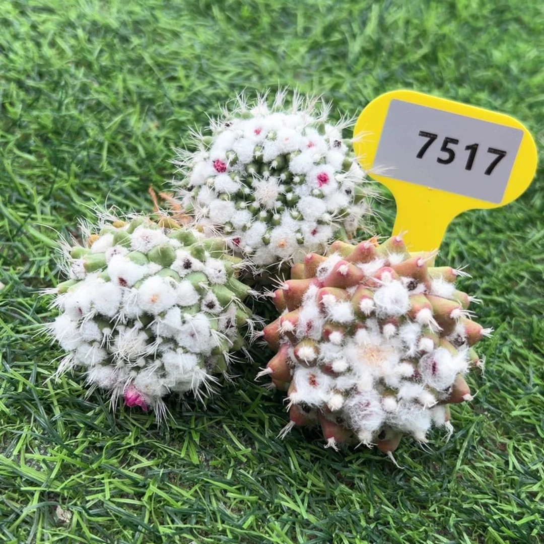 红陶嘟**君仙人球7517