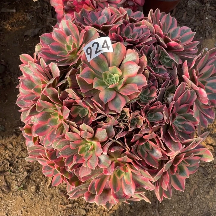 924女妖对肉植物的