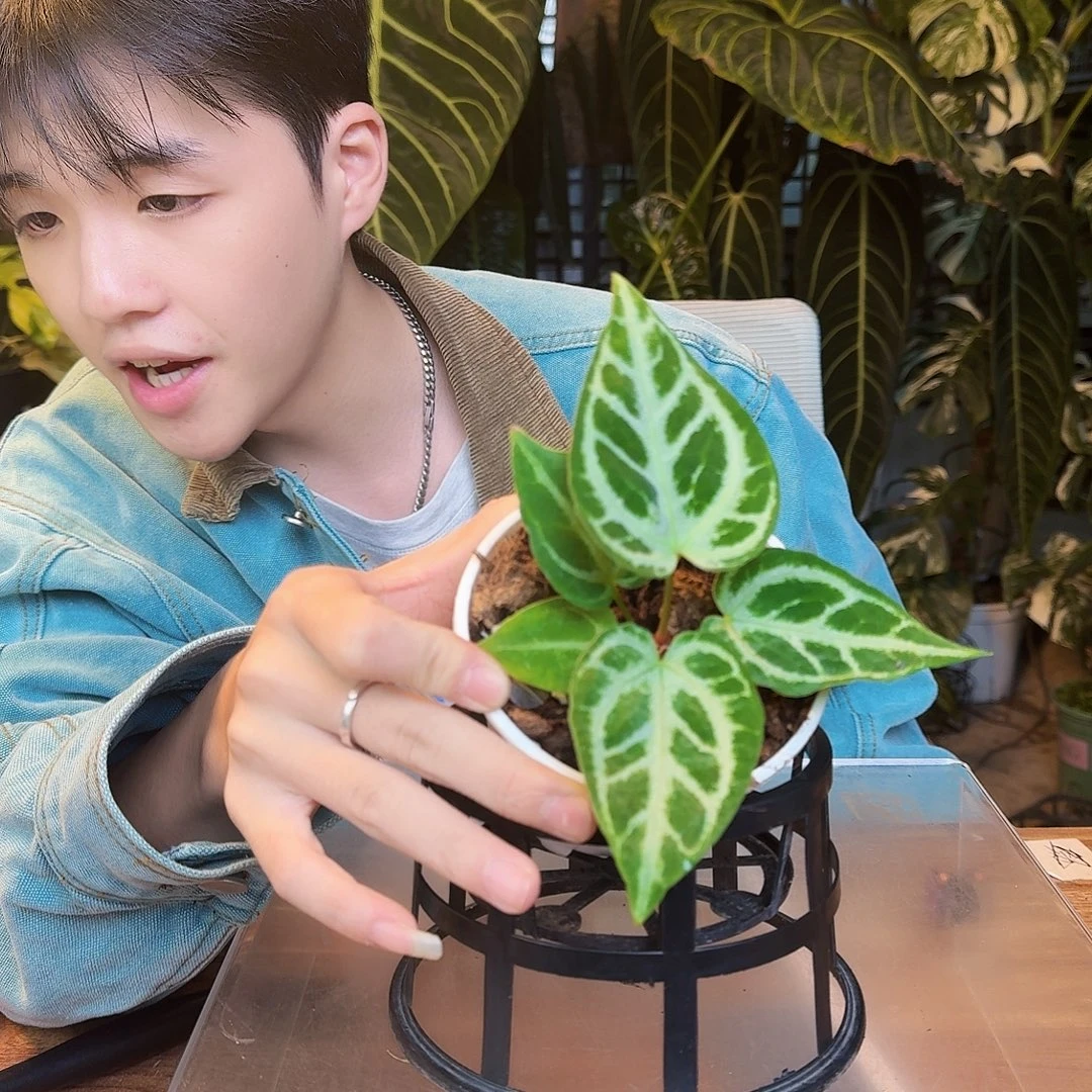 完全开放X134skg银杂黑底撕裂纹