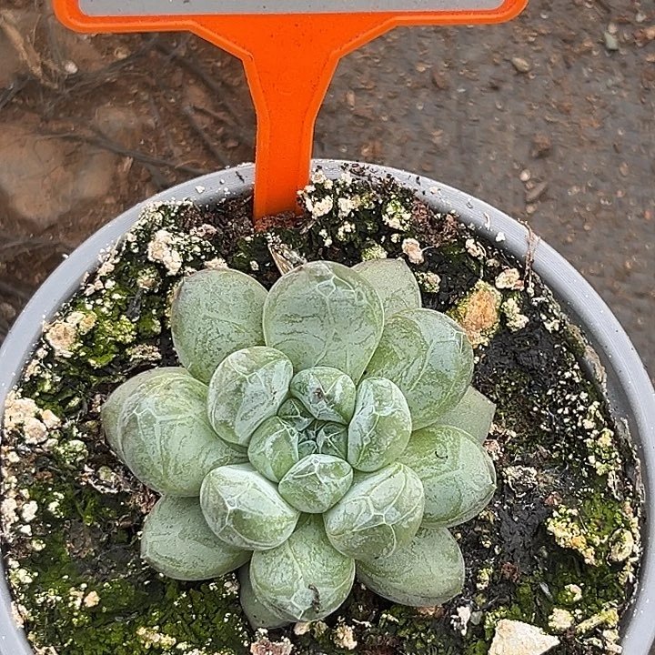 森林之心一物一拍492