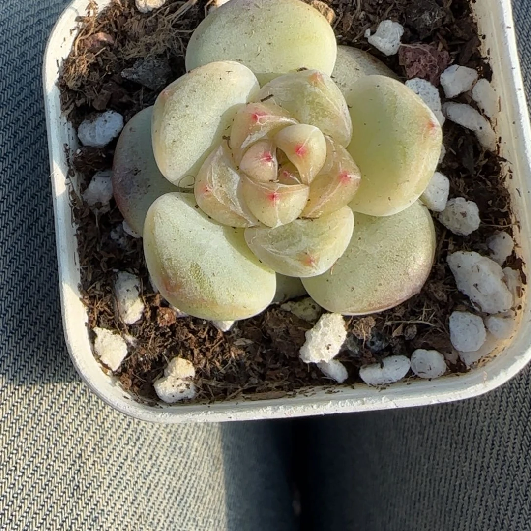 多肉小卡拉米糖心一物一拍