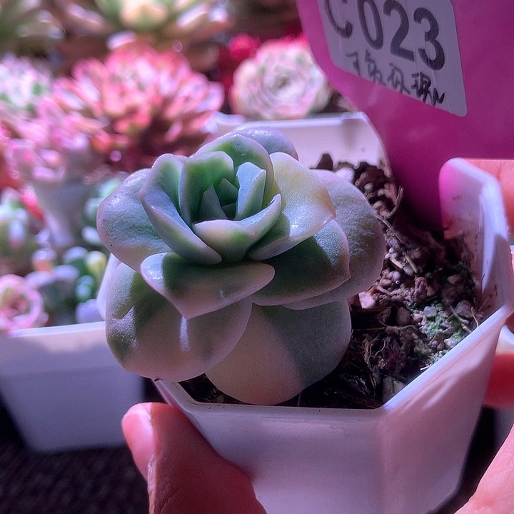 可爱玫瑰覆轮锦有根