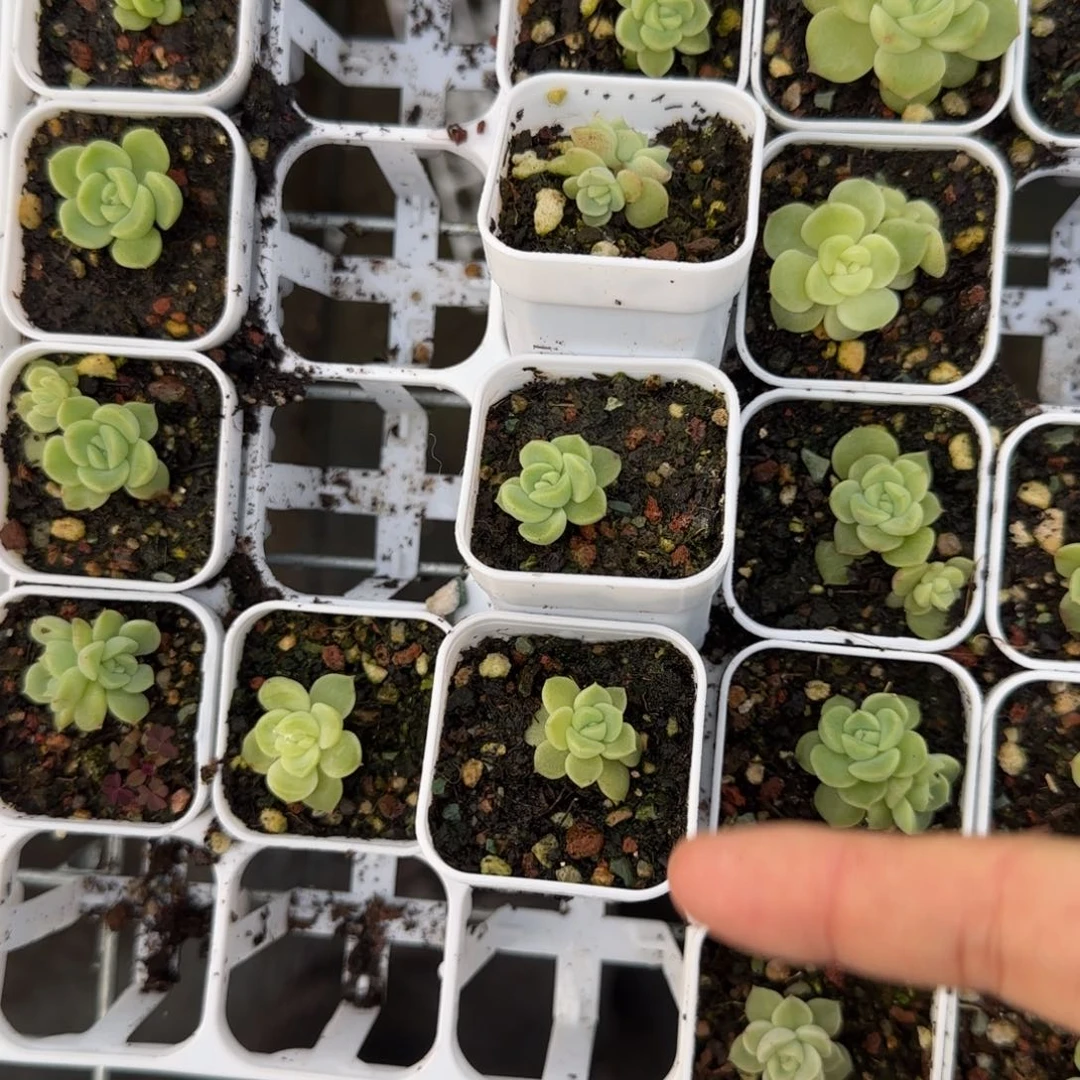 P C13 盆1个2床满25包邮