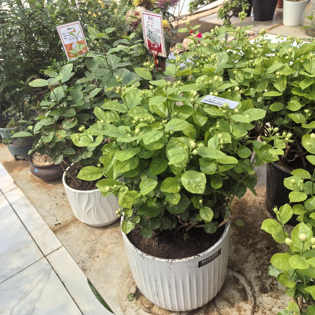 栀子花小木槿茉莉