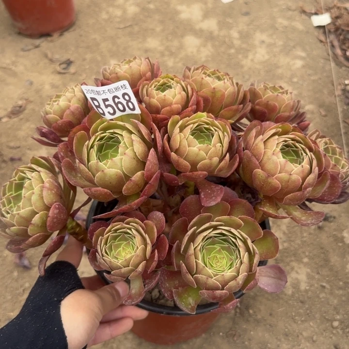 黑魔……多肉植物……