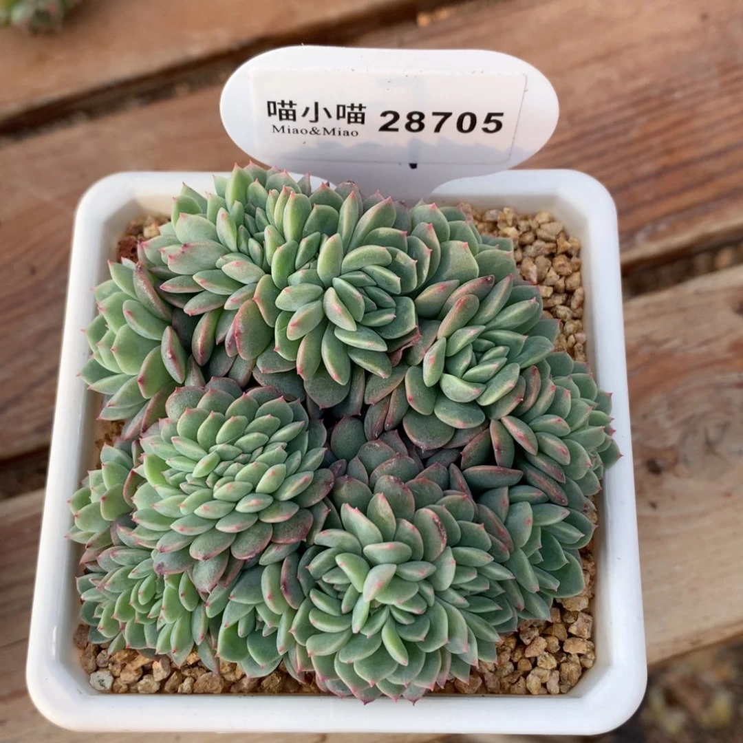 6*多肉植物糖心缀化