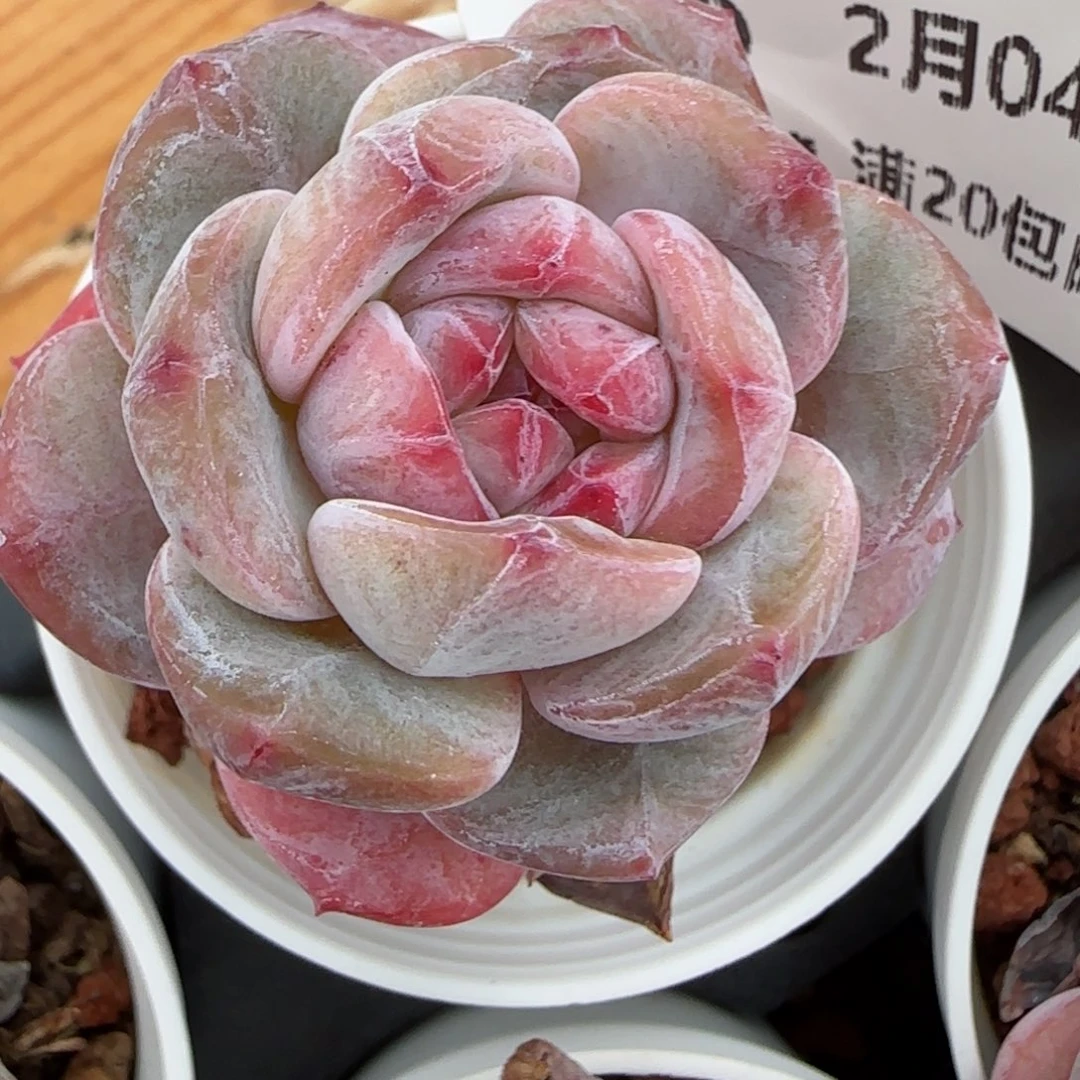 花语逸境0204-440