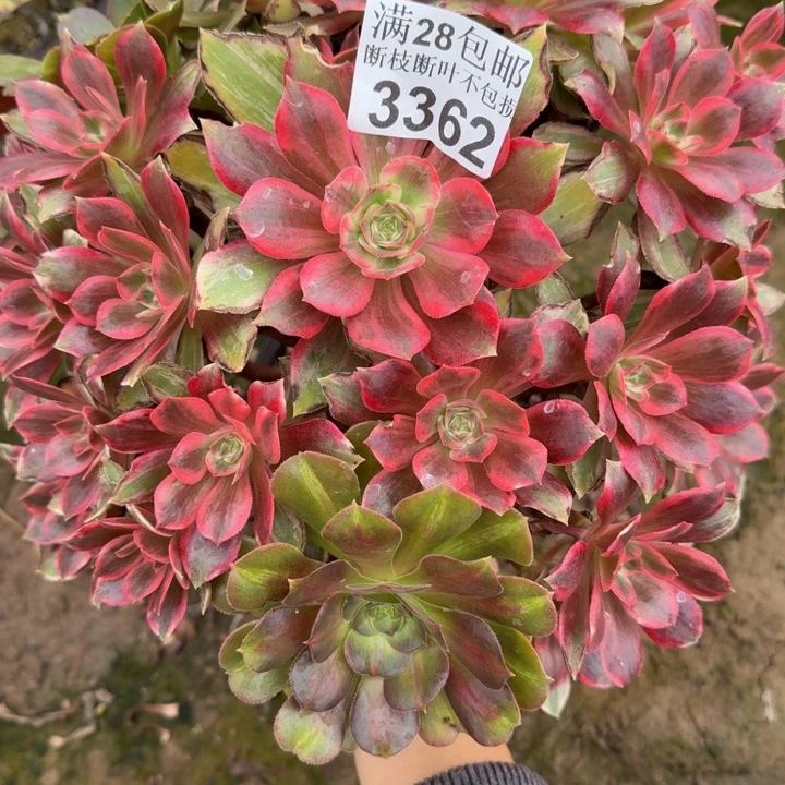 3362浣纱多肉植物