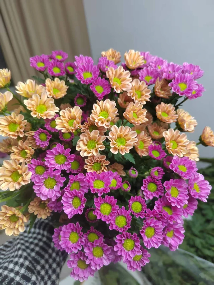 小菊两个色组合 绿+粉组合香槟