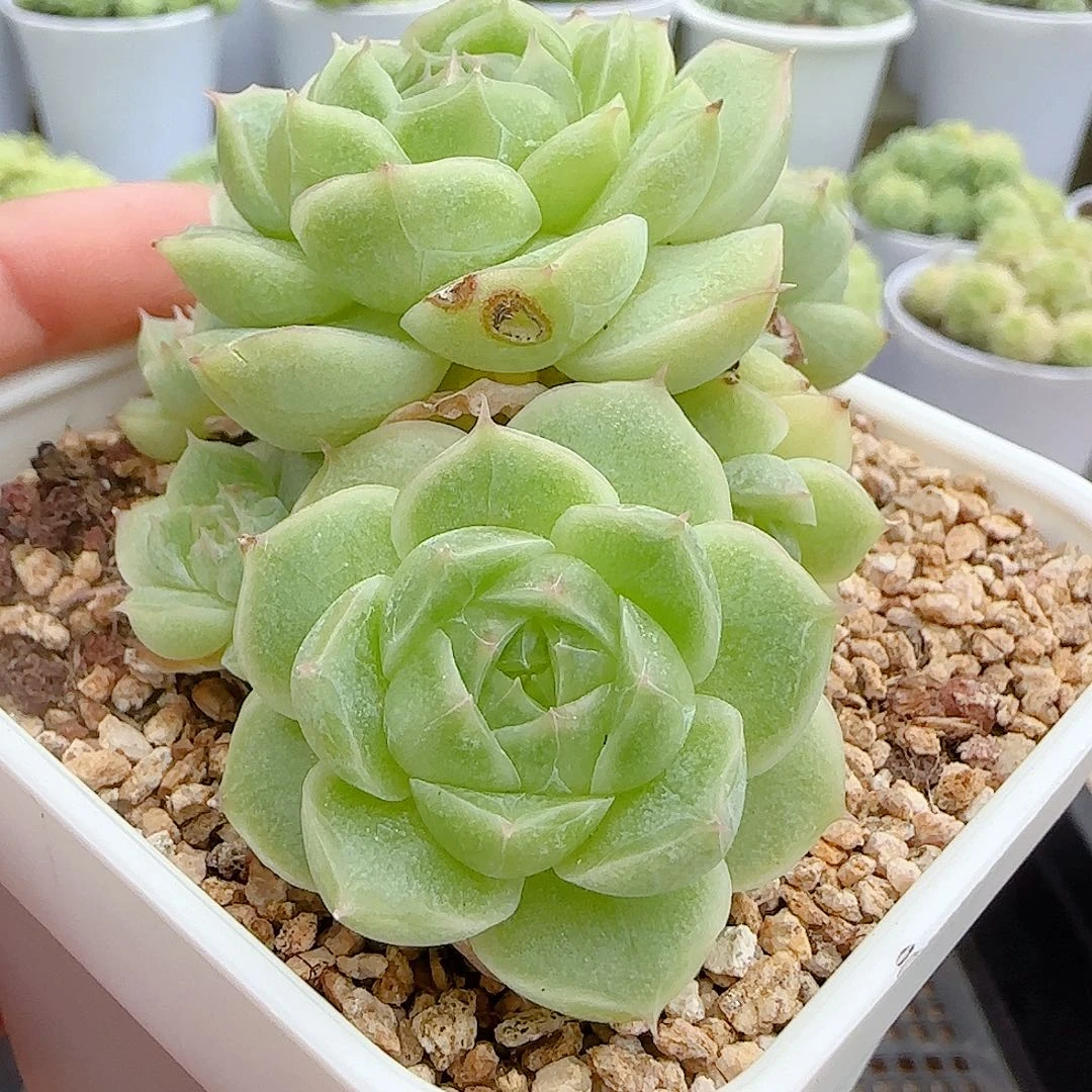 【闪购商品】0915-34（钻石纹包子）不包整