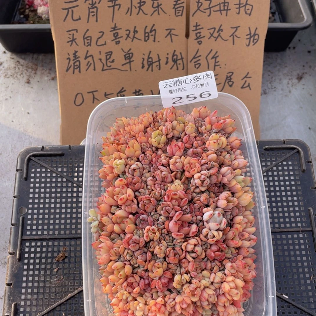 云糖心多肉植物256