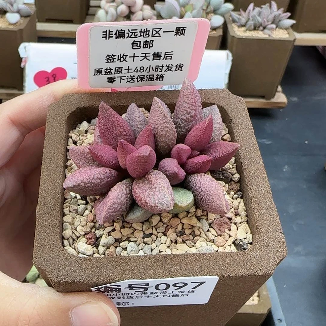 L****u097青提芒果多肉