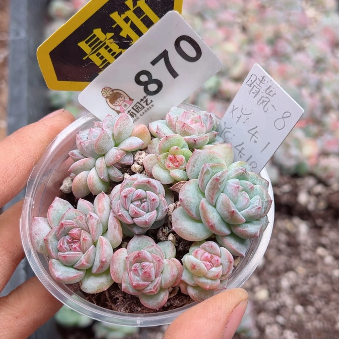 多肉植物多肉植物