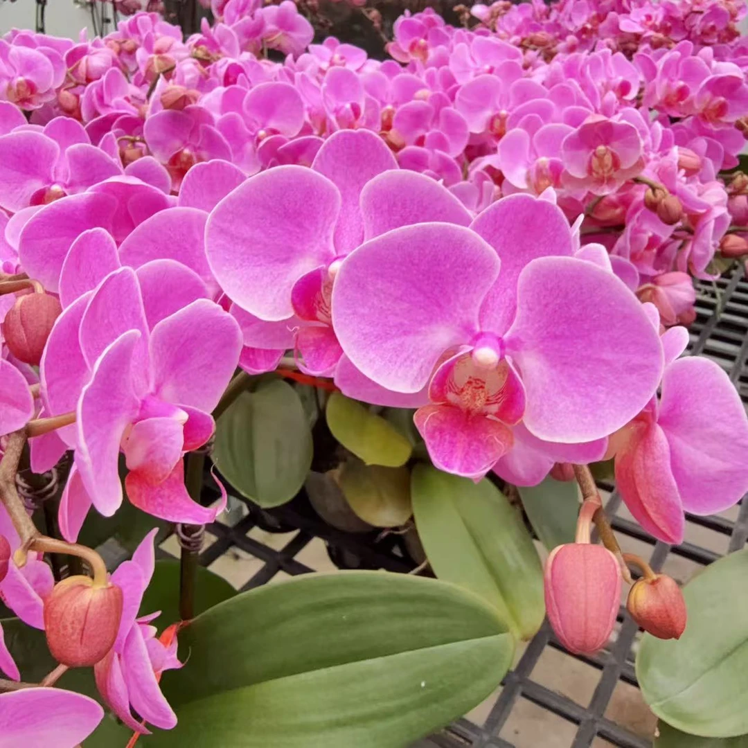 英姿兰园01【蜜糖】精美蝴蝶兰室内花卉