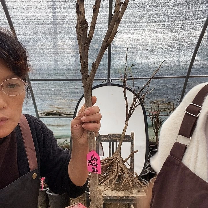 完全开放白**光村送樱