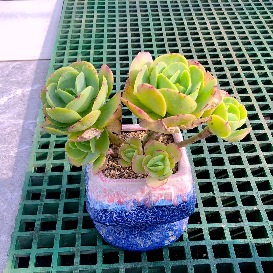 多肉植物碧桃120多肉植物碧桃120