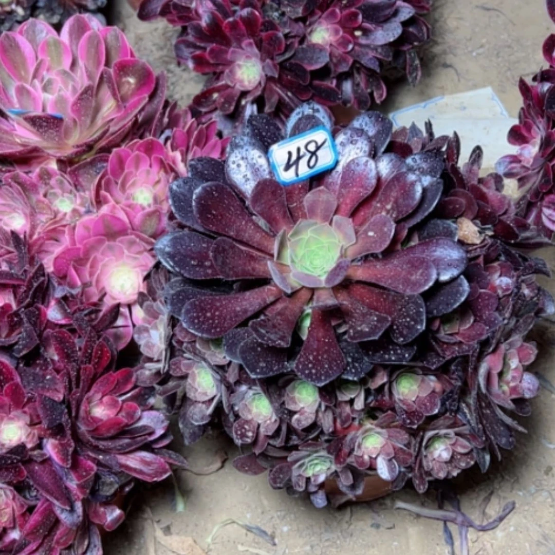 【闪购商品】多肉植物花纳48
