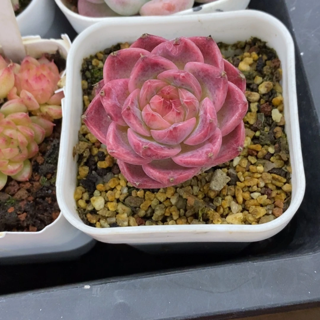 精品多肉一物一拍不包整109