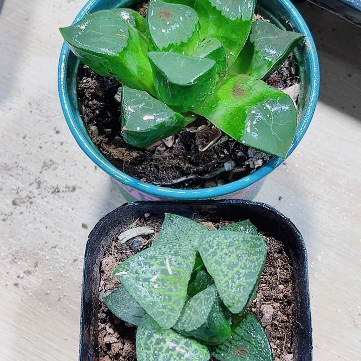 特价处理不包售后