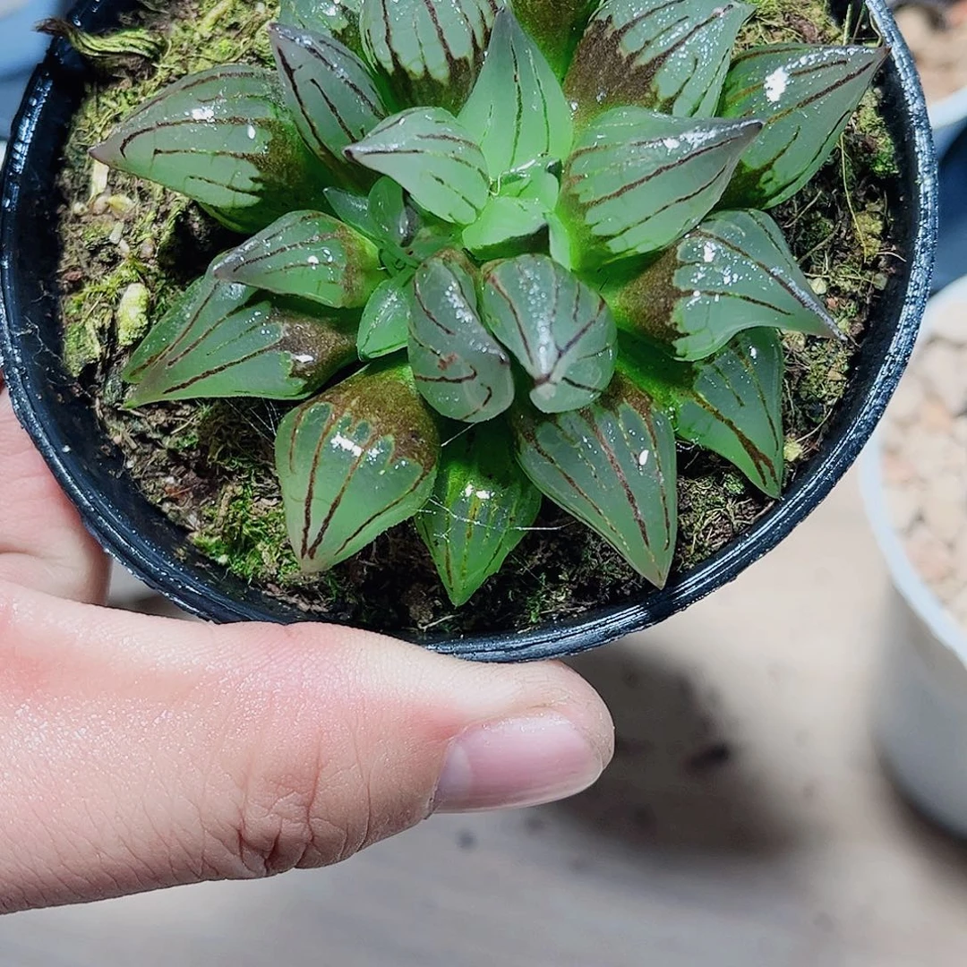 普***香西瓜寿新手好养的