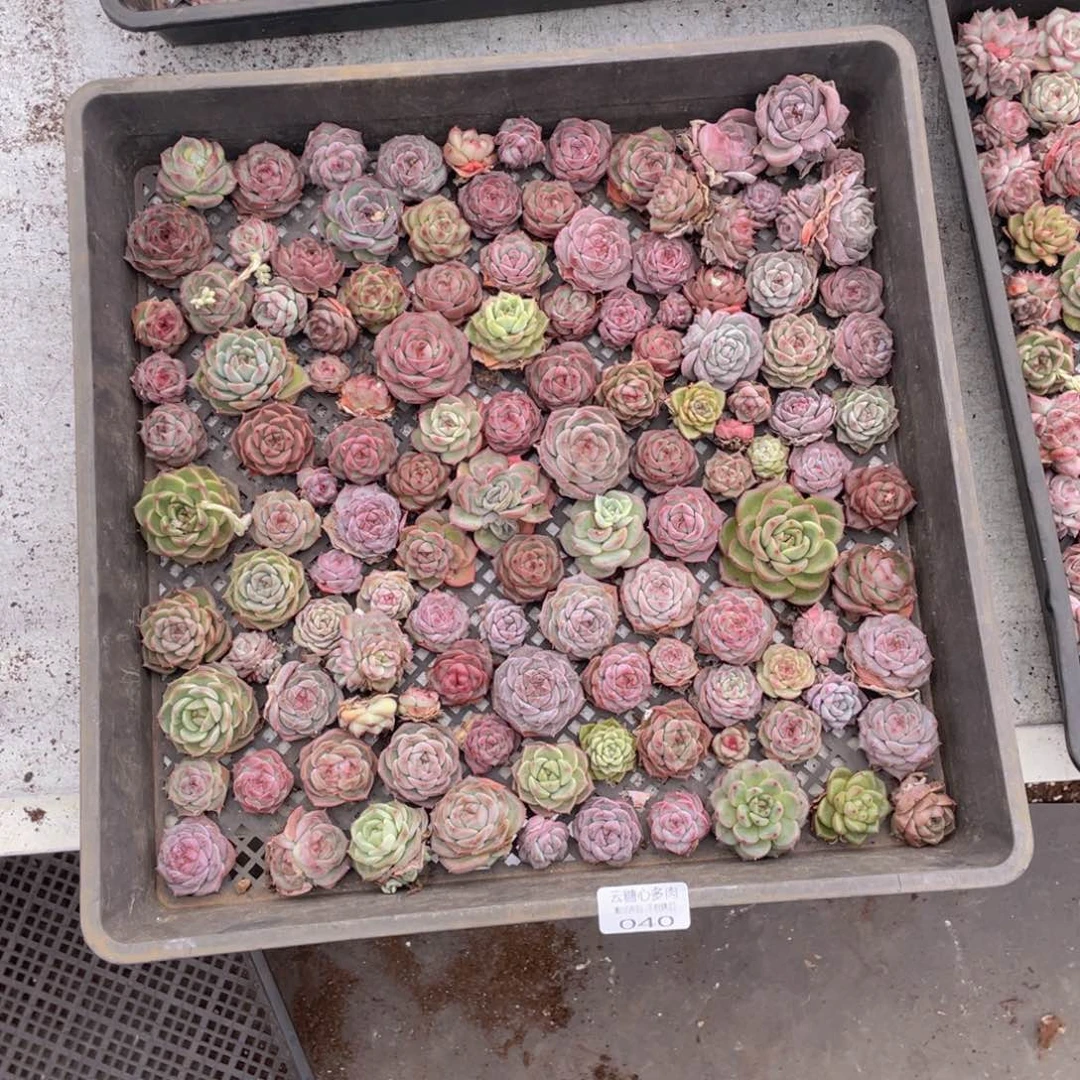 蜜**J云糖心多肉植物40