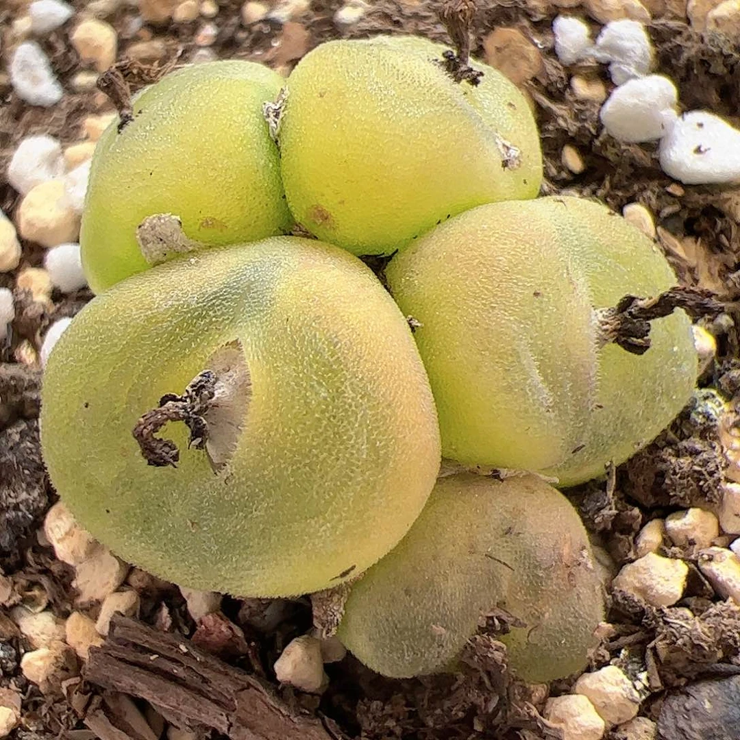 【闪购商品】262 水晶鞋