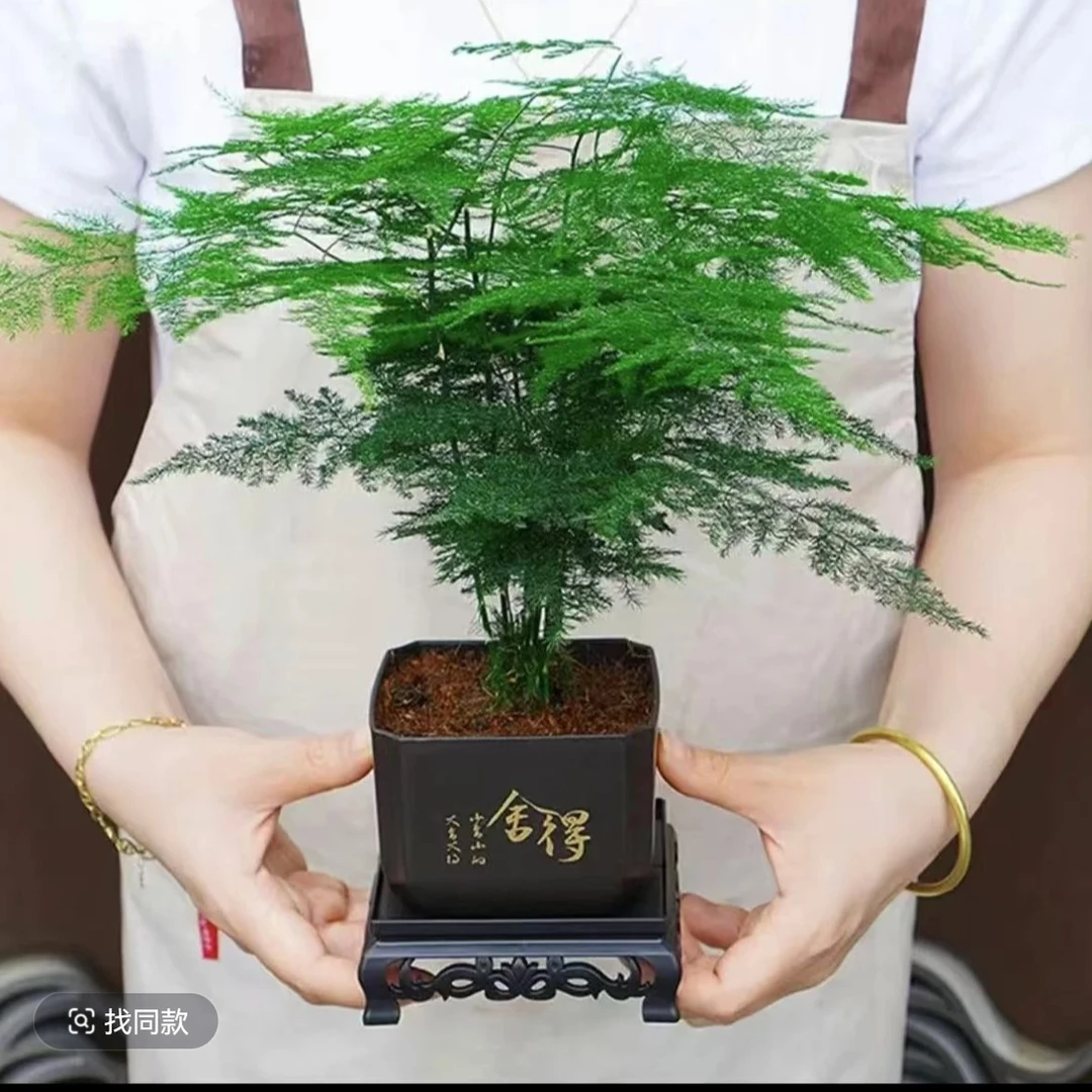 文竹盆栽室内绿植花卉办公室客厅桌面水培植物好养耐寒四季常青