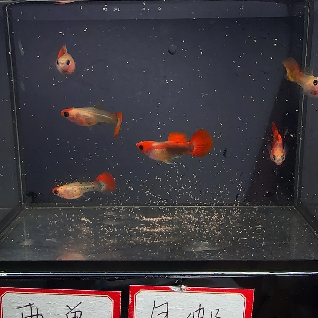 孔雀鱼深海蓝玻璃猫六条