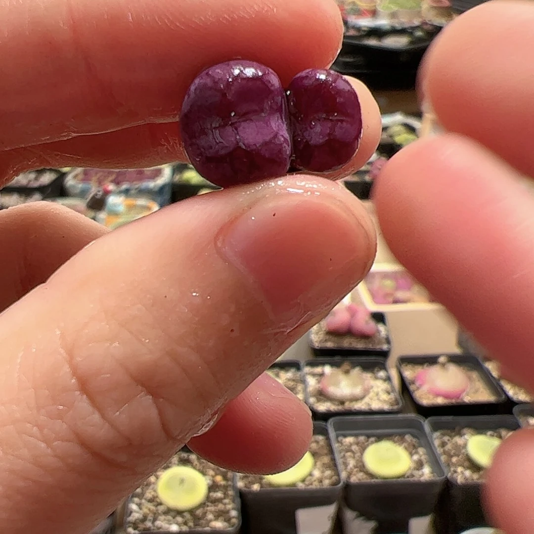 【闪购商品】155 紫猴