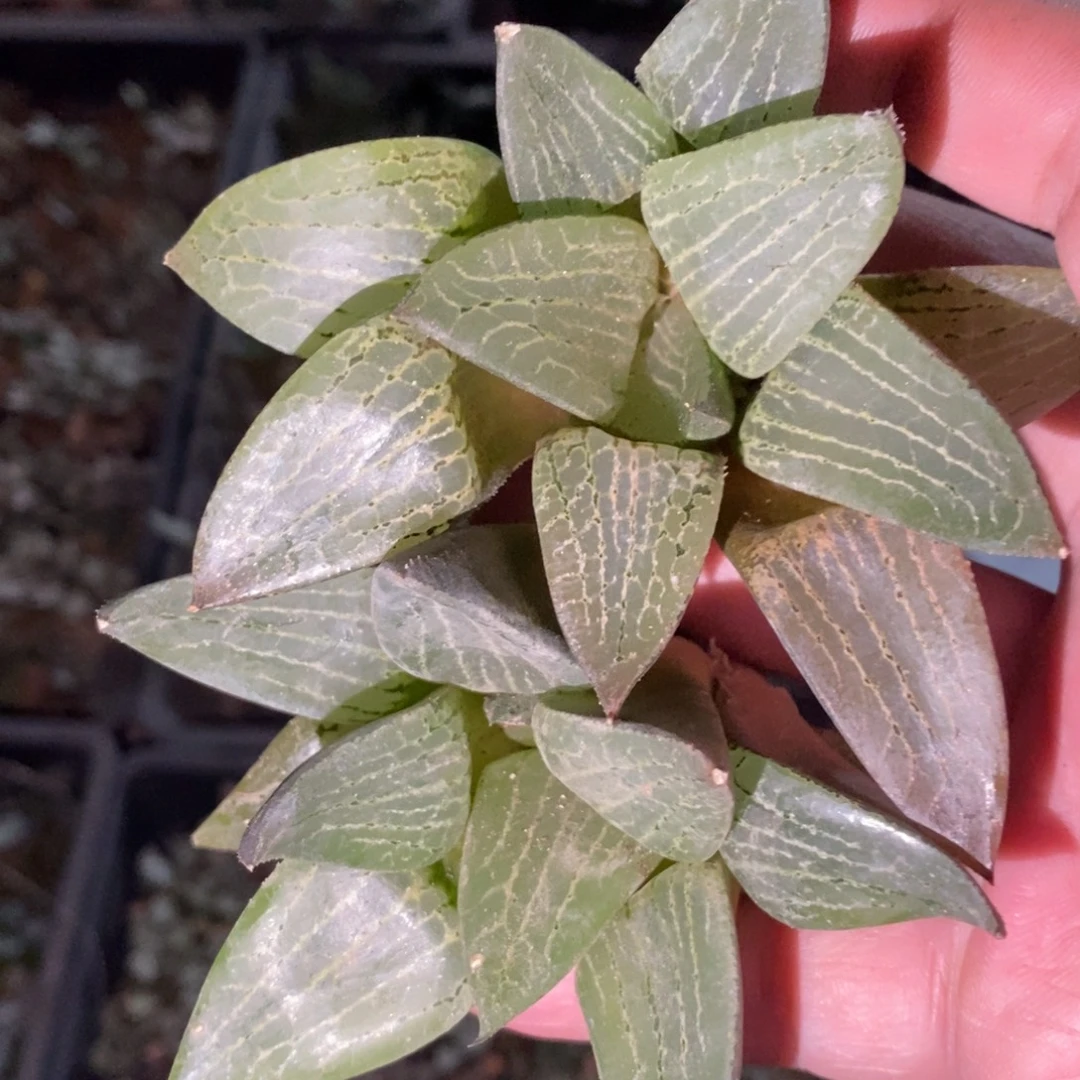 2217 一颗康平 超级福利