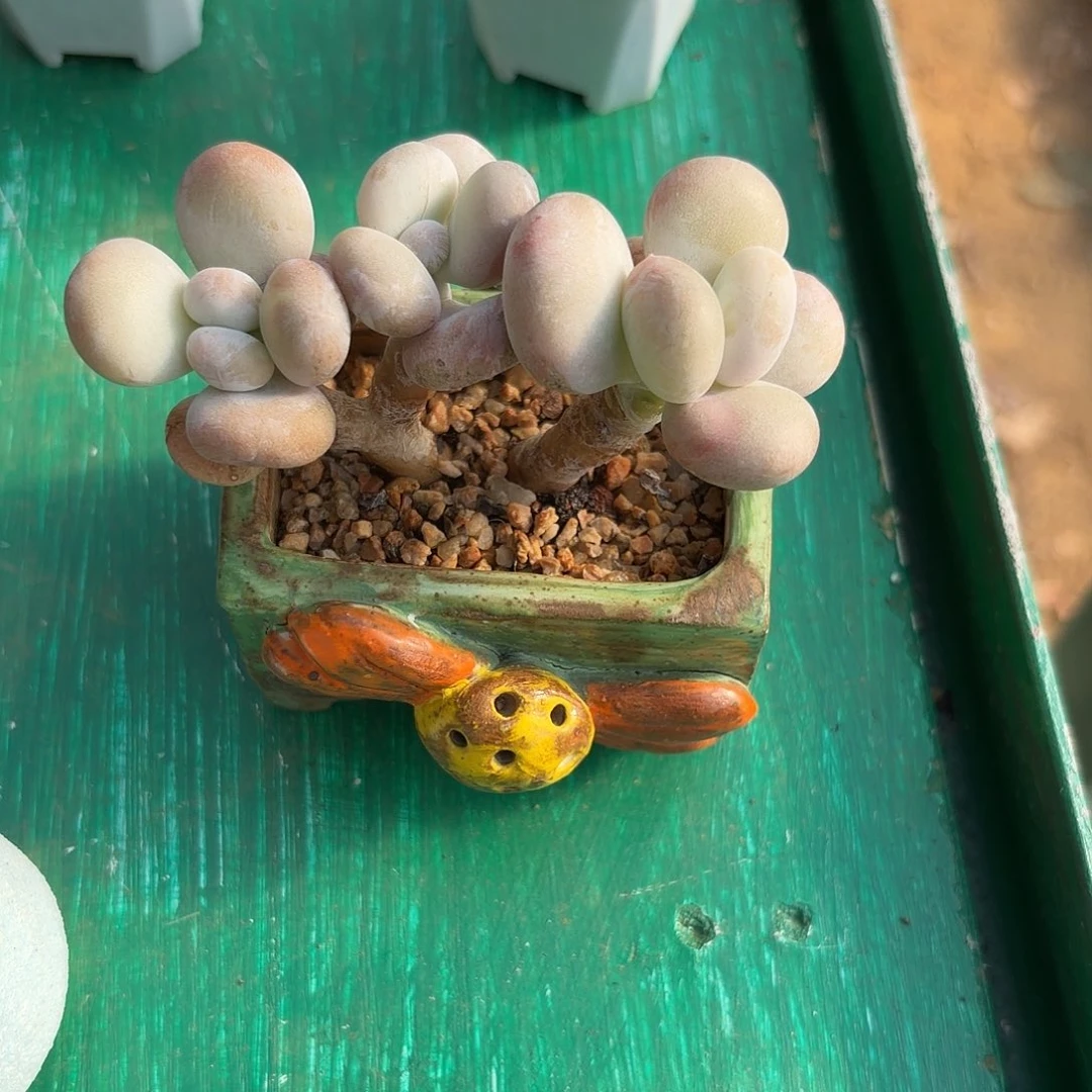 邮件丸子一物一拍