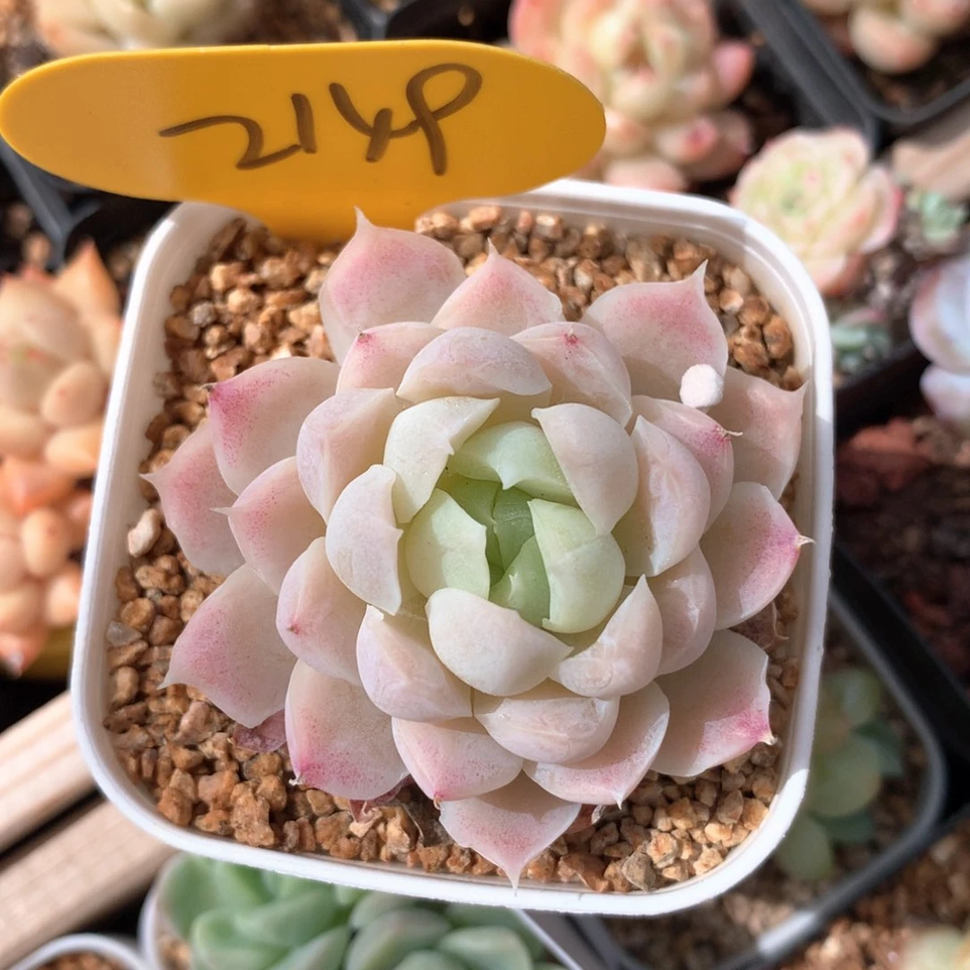 k***n白月影单头专拍2149