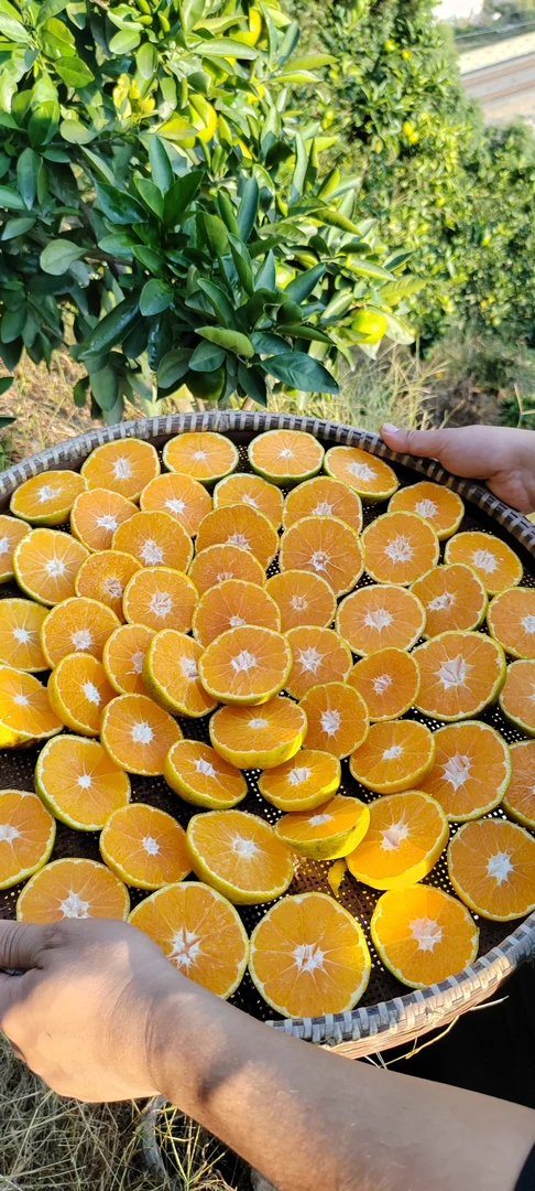 正宗浙江临海涌泉高山由良青皮蜜橘无籽皮薄新鲜孕妇当季水果包邮