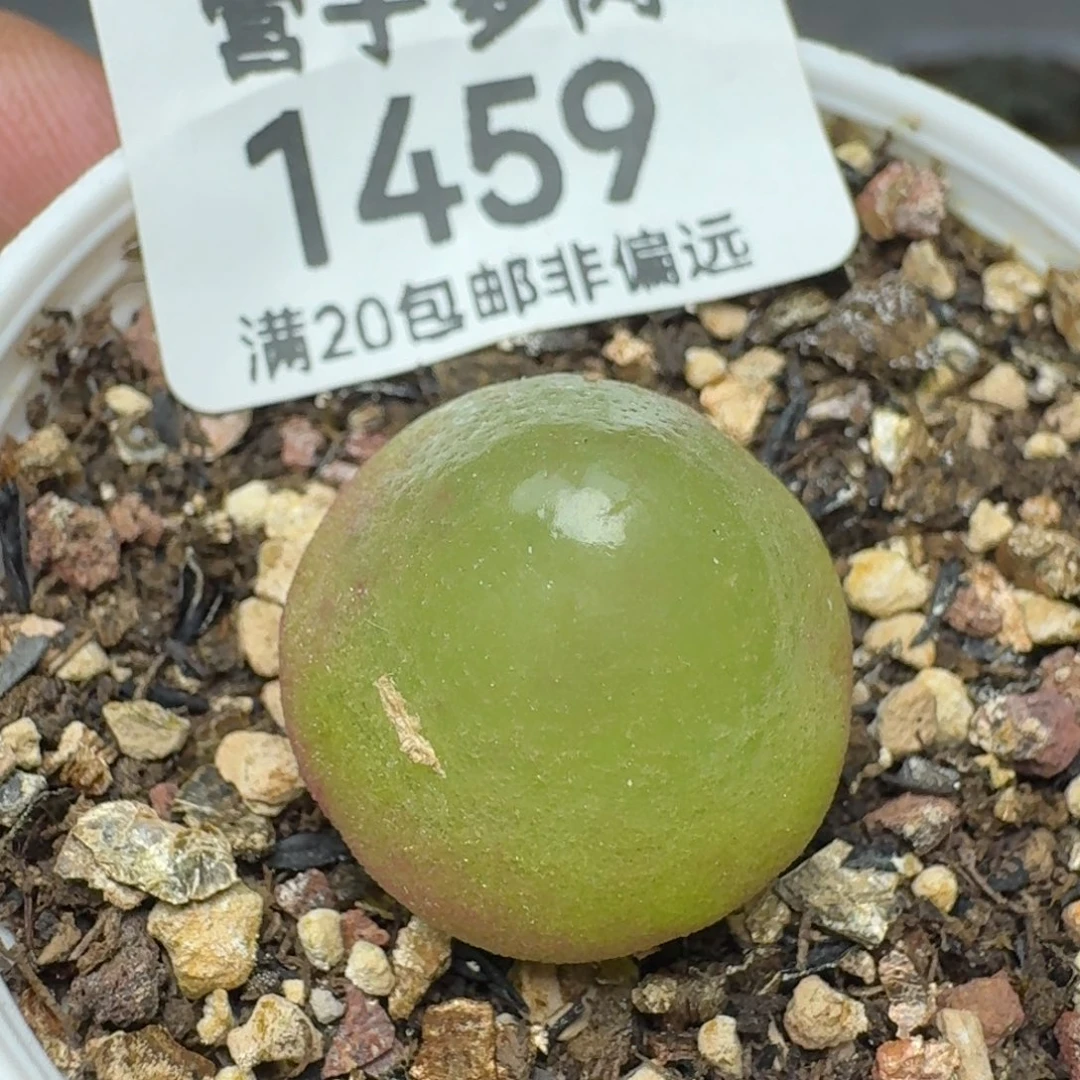 灯泡1.9加带盆土