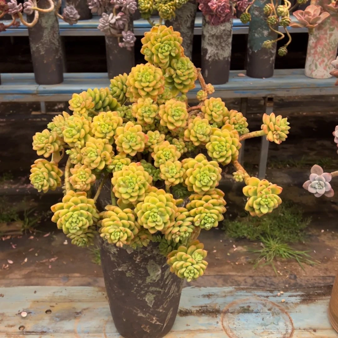 露养老桩香格里拉带盆