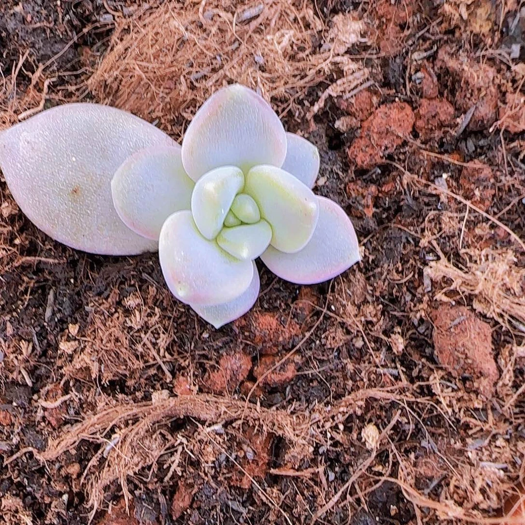 邀月仙子单头小苗一物一拍