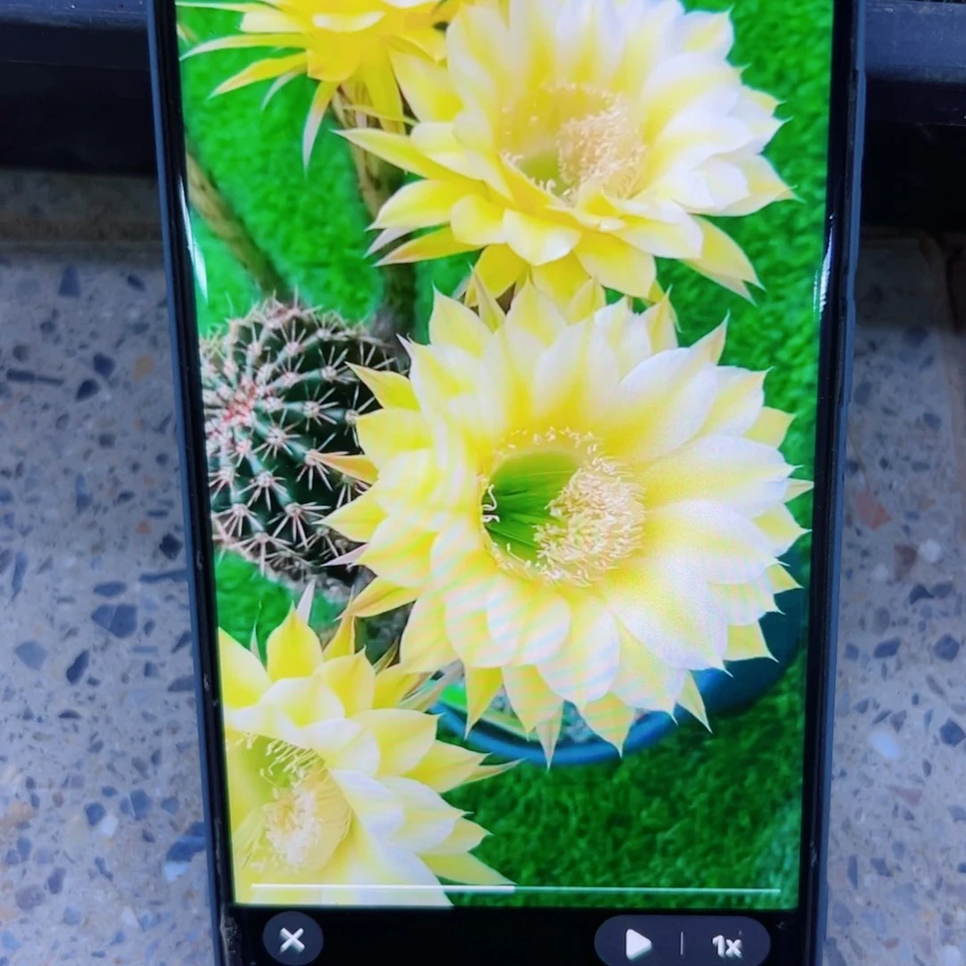 下76彩草一卡洛斯歪无根侧芽4公分左右20包邮