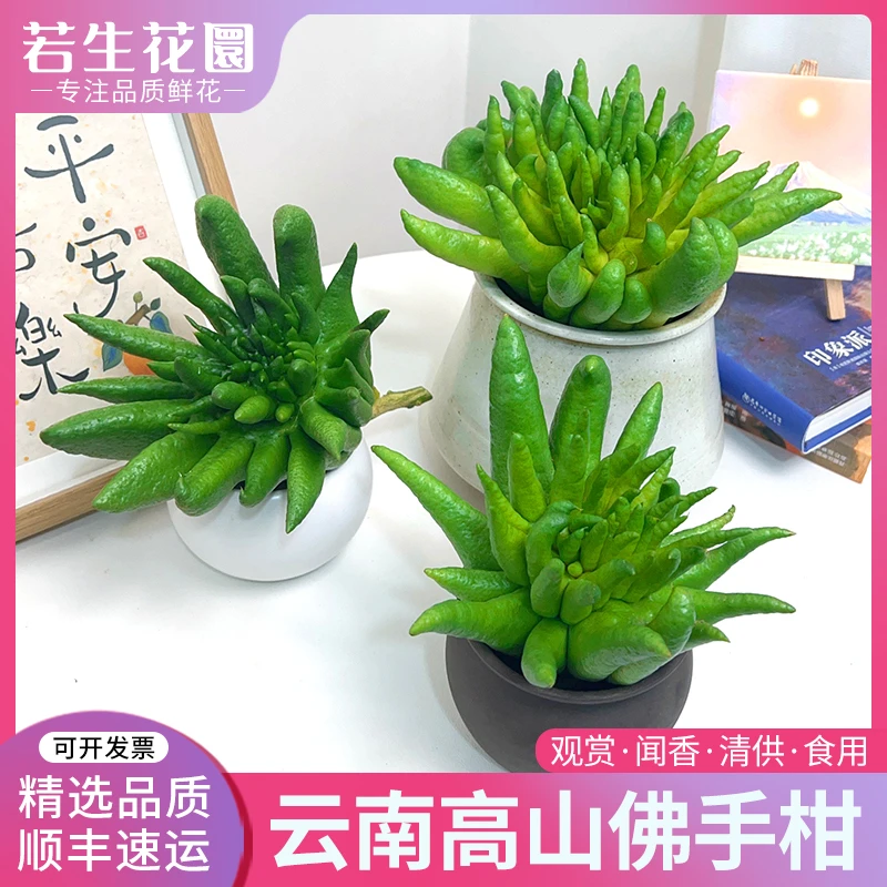 【1-56号专拍】佛手柑香橼食用佛手果瓜清供摆盘观赏闻香现摘现发