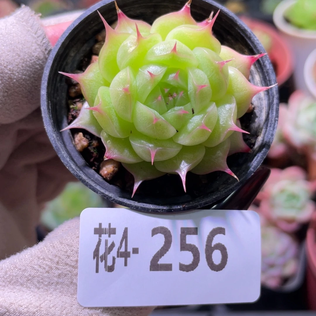 花利美 4-256海王单头