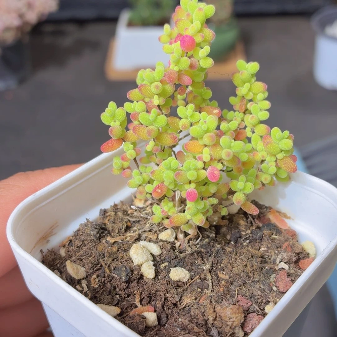 金桔糖球多肉9.9包邮发货