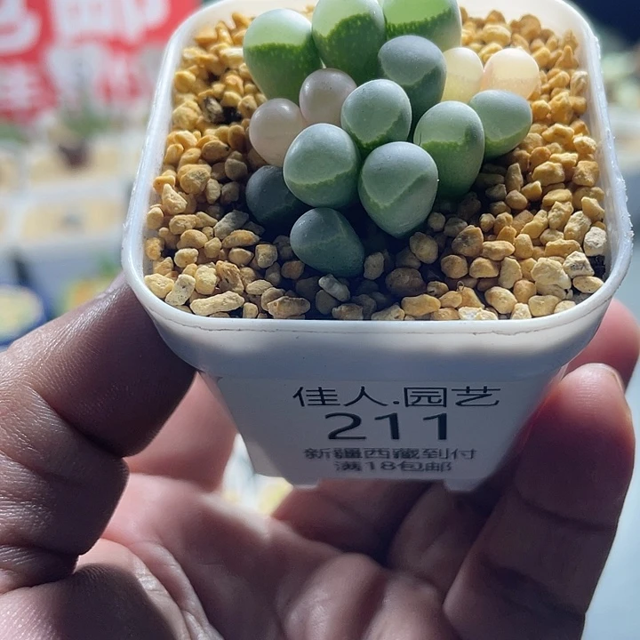 巨***笑家人园艺多肉生石花211