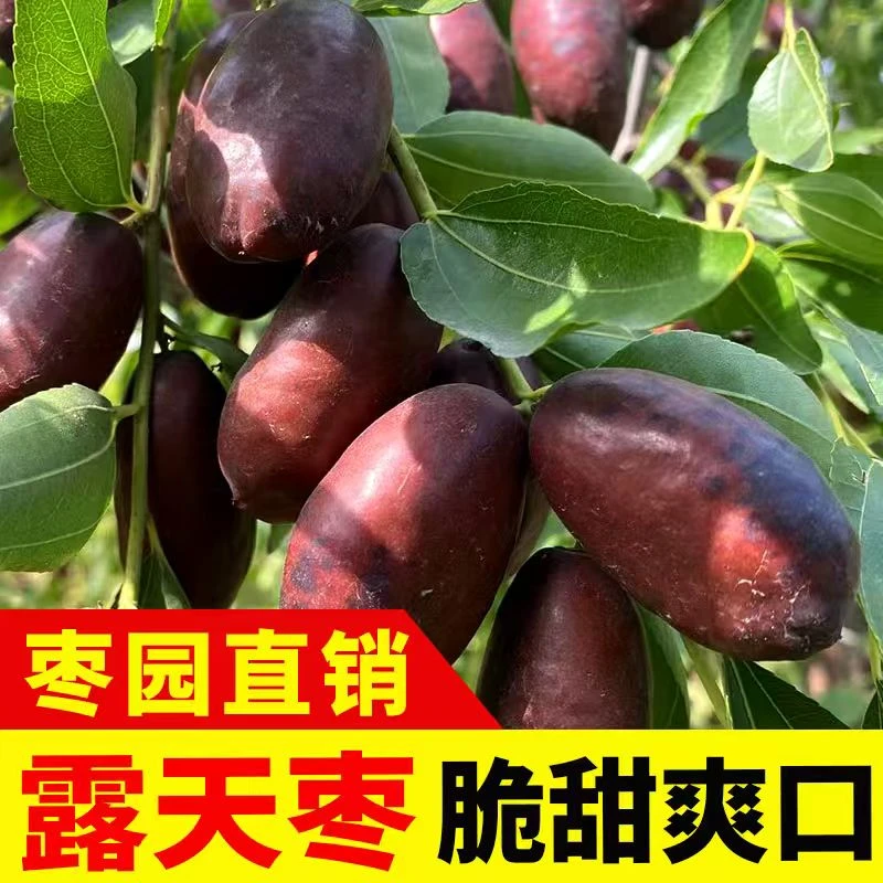 正宗宁夏灵武长枣产地现摘现发当季时令沙漠鲜枣马牙枣新鲜水果枣